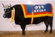 伊賀牛 写真