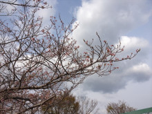 なばり四季のブログ-20130410