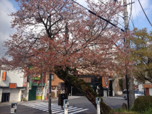 なばり四季のブログ-20130411