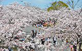 名張桜まつり　写真