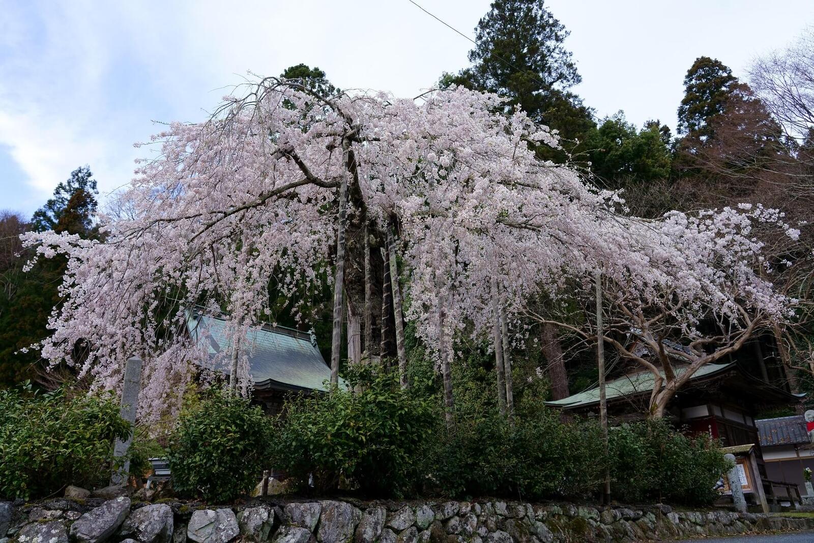 ⑮黄龍山 延壽院（えんじゅいん） - なばりでお菓子屋さんめぐり