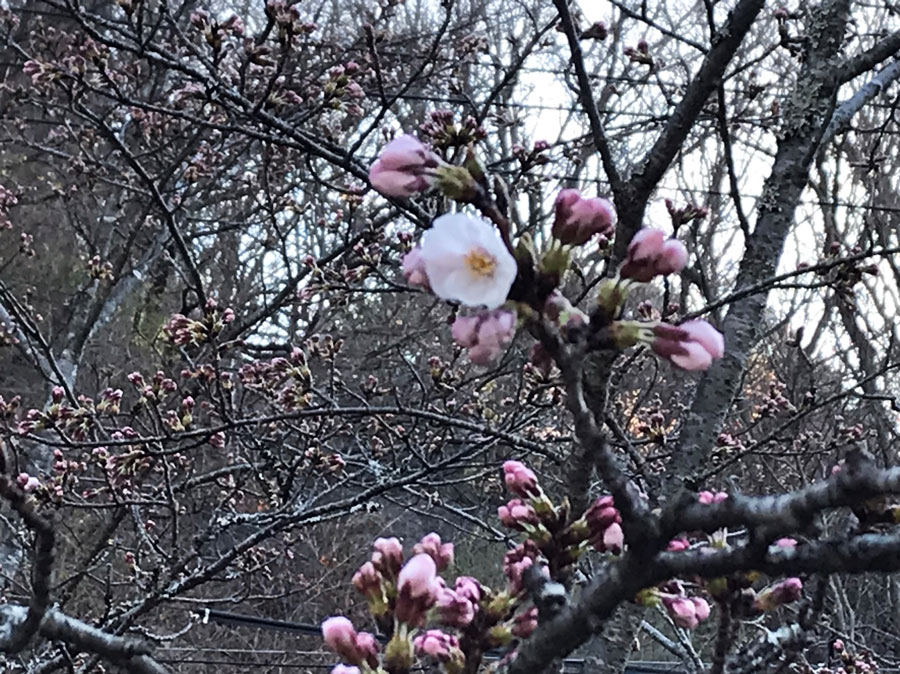 桜