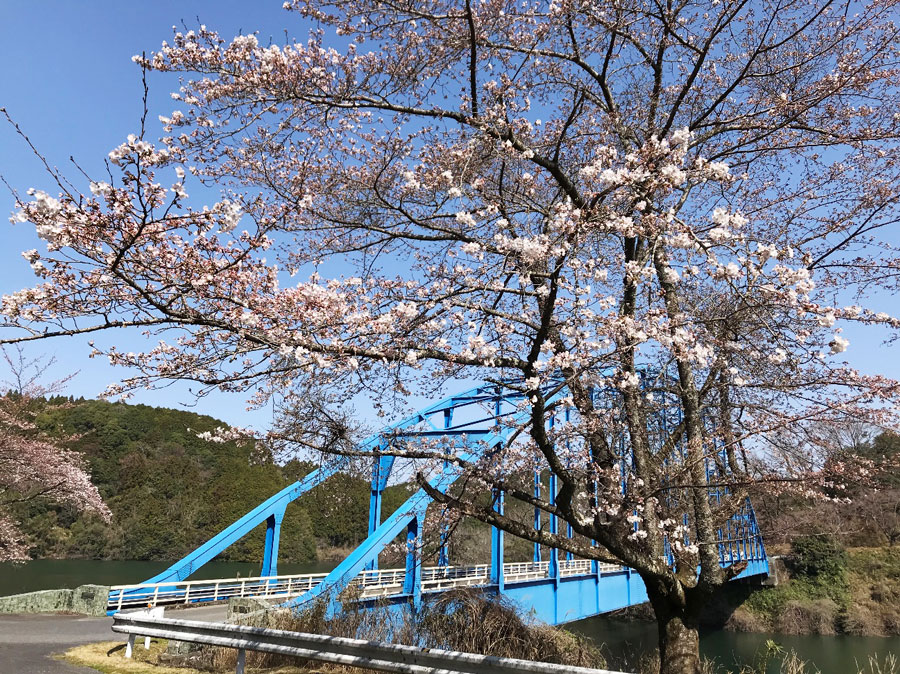 青蓮寺の橋と桜